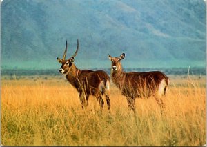 VINTAGE CONTINENTAL SIZE POSTCARD ALBERT KIVU NATIONAL PARK REPUBLIC OF ZAIRE