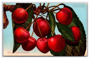 Cluster of Cherries DB Postcard Z5