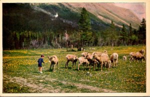 Canada Rocky Mountain Sheep