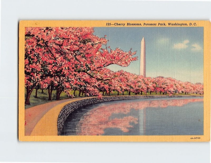 Postcard Cherry Blossoms, Potomac Park, Washington, District of Columbia