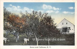 Scene near Callicoon - New York