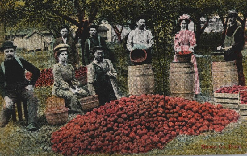 VINTAGE POSTCARD HAND-COLORED FRUITS MASON COUNTY LUDINGTON MICHIGAN 1911 FRESH