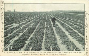 Postcard 1906 Michigan Three Rivers Kellogg Plant Breeding Farm Gibbs 22-11950
