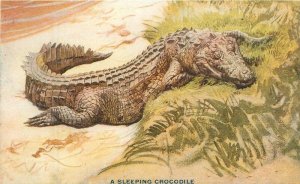 Africa 1909 Roosevelt Tour crocodile Capper artist impression Postcard 22-9251