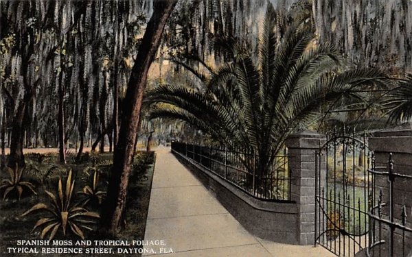 Spanish Moss and Tropical Foliage Daytona, Florida