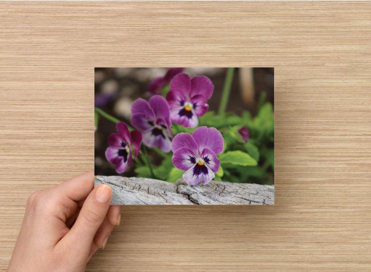 Handmade Postcard Set of 6, Duo Tone Purple Pansies And Rustic Wood