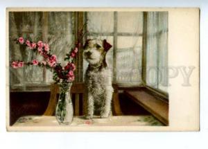 3148881 FOX TERRIER near Flowers on Table vintage Color PC