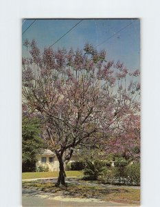 Postcard Jacaranda Tree, Florida