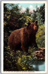 Vtg White Mountains New Hampshire NH One Of First Settlers Black Bear Postcard