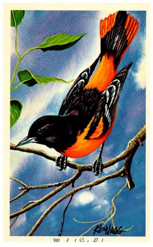 Baltimore Oriole