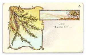 Cedar: I Live For Thee! Postcard