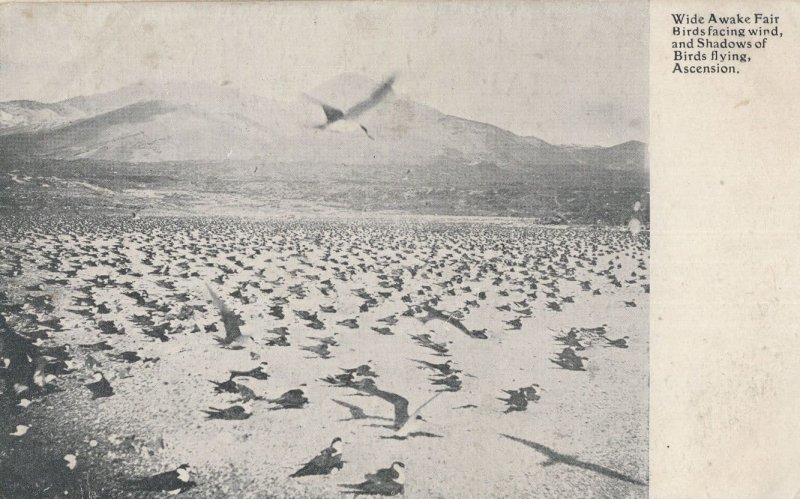 Ascension Island Birds Flying Wide Awake Fair Saint Helena Old Postcard