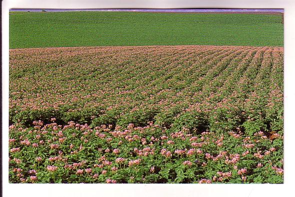 Field of Potato Blossoms, Prince Edward Island