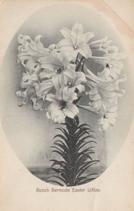 Bermuda Bunch Of Easter Lillies Old Postcard