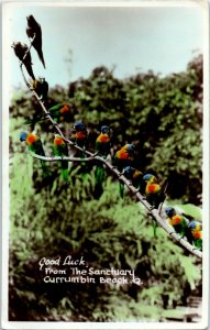 Rainbow Lorikeets On A Branch At Sanctuary Currumbin Beach Australia Postcard