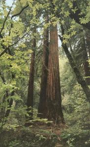 Largest Redwood Tree - Muir Woods CA, California