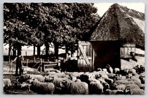 Netherlands Sheep at Barn with Shepherd and Dog RPPC Postcard M35