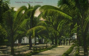 straits settlements, SINGAPORE, Tanjong Katong Road, Palm Trees (1910s) Postcard