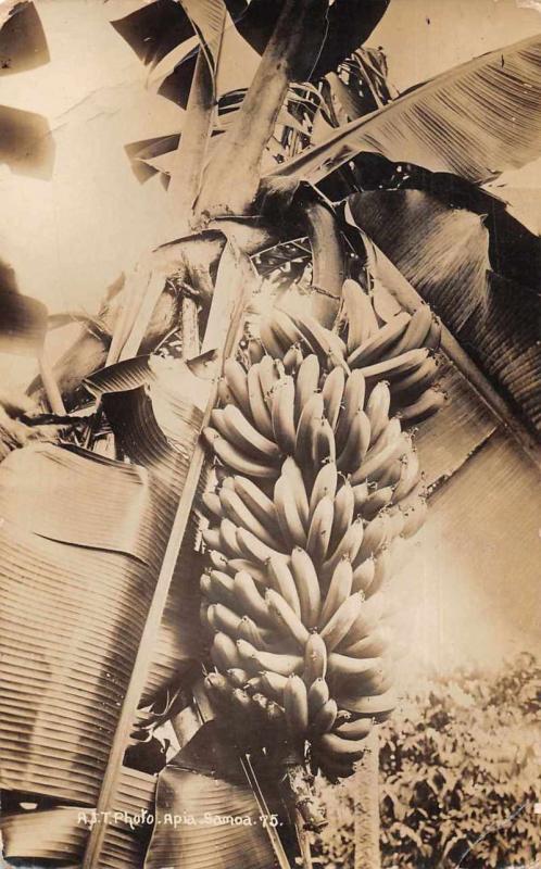 Apia Samoa Banana Tree Real Photo Vintage Postcard JE228607