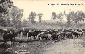 Watering Place Horse Unused 