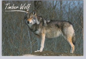 Timber Wolf, Chrome Postcard