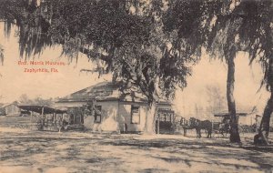 LPS80 ZEPHYRHILLS Florida Prof. Morris Museum Postcard