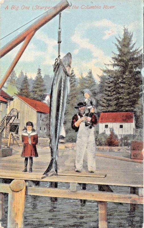 COLUMBIA RIVER OREGONA BIG ONESTURGEON POSTCARD 1910s