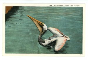 Birds - Pelican