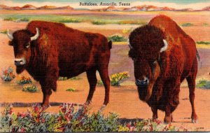 Texas Amarillo Buffaloes