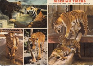 WINNIPEG , Manitoba , Canada , 1979 ; Siberian Tigers