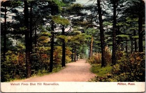 Walcott Pines Blue Hill Reservation, Milton MA UDB Vintage Postcard S53