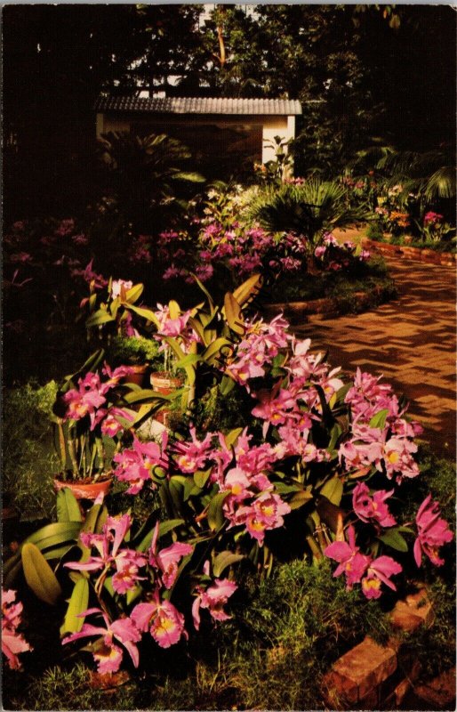 Orchid Display Missouri Botanical Garden St. Louis MO Postcard PC295