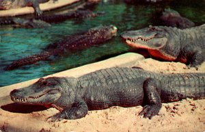 Arkansas Hot Springs Scene At The Alligator Farm 1957