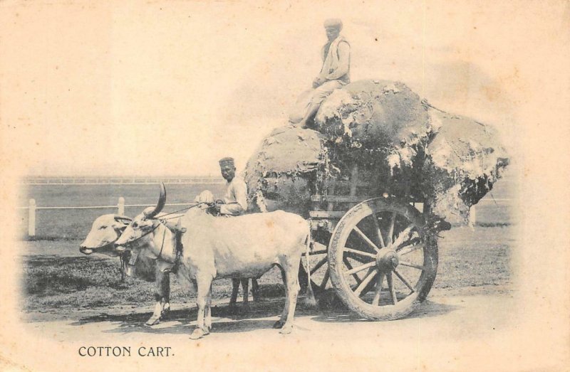 OXEN COTTON CART BRITISH INDIA BLACK AMERICANA OCCUPATION POSTCARD (c. 1905)