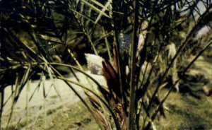 Male Blossom of the Date Tree - Indio, CA