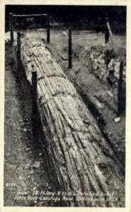 Real Photo, Giant Petrified Tree - Santa Rosa, California CA  