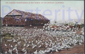 LARGEST PIGEON RANCH IN THE WORLD SOUTHERN CALIFORNIA