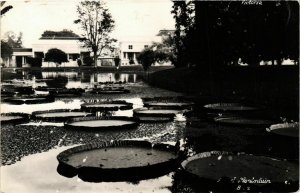 PC CPA BUITENZORG Plantentuin real photo postcard INDONESIA (a14894)