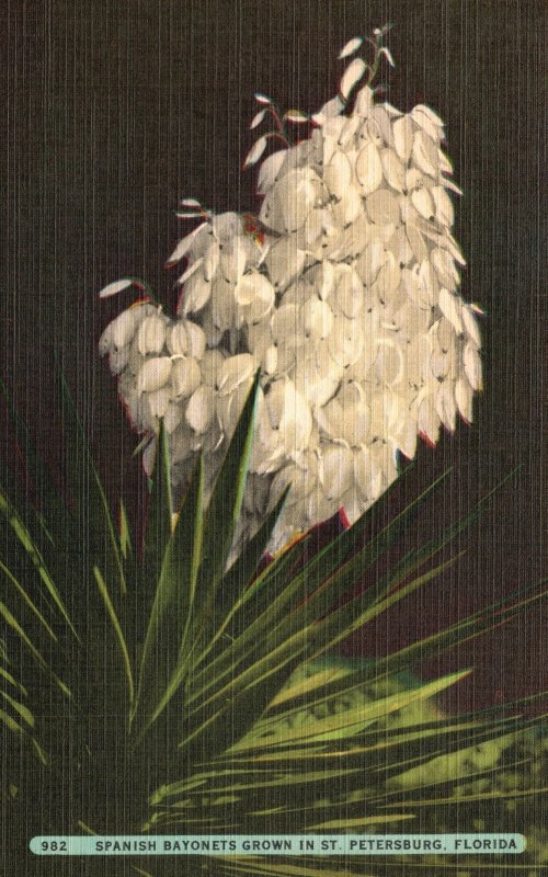 Vintage Postcard Spanish Bayonets White Flower Grown St. Petersburg Florida FL