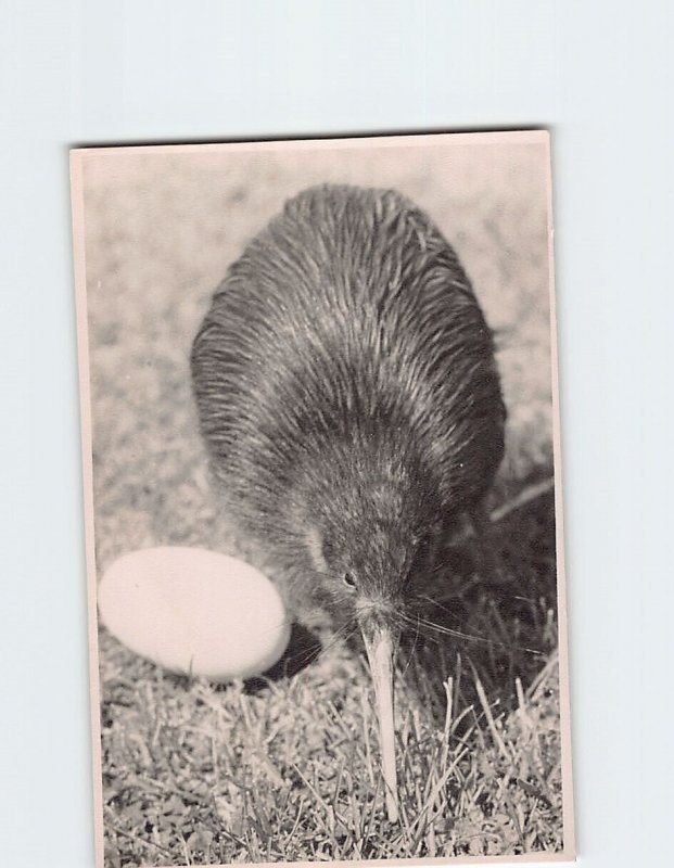Postcard Kiwi Bird & Egg