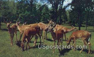 Deer at Feeding Time - Northern Minnesota Postcards, Minnesota MN Postcard