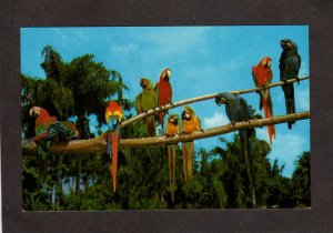 FL Parrots Birds Jungle Gardens Sarasota Florida Postcard Animals