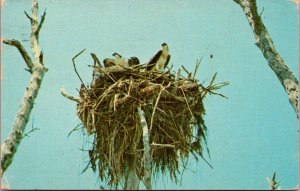 Florida Everglades National Park Birds Osprey and Nest 1972