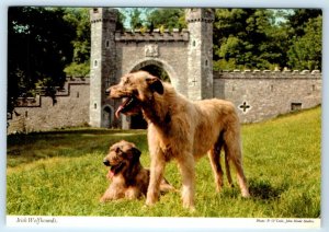Irish Wolfhounds IRELAND 4x6 Postcard