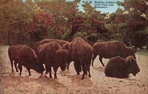 Vintage Postcard Buffalo Golden Gate Park Animal San Francisco California CA