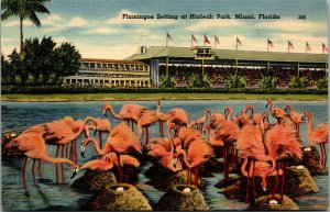 Vtg 1930s Flamingos Setting at Hialeah Park Miami Florida FL Unused Postcard