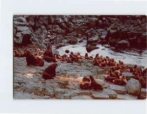 Postcard Pacific Fur Seals Pribilof Islands Bering Sea Alaska USA North America