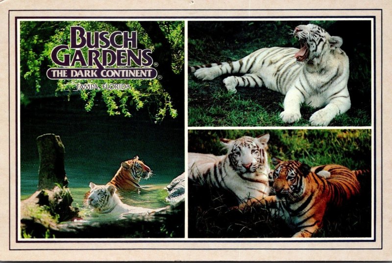 Florida Tampa Busch Gardens Claw Island Yellow and White Bengal Tigers