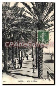 Postcard Old Algiers Allee Palmiers