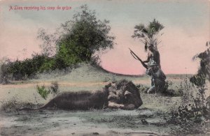 South African Hunting Lion Killed Coup De Grace Old Postcard